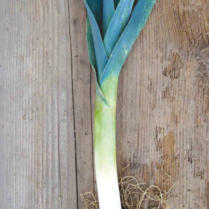 Poireau D'hiver De Saint Victor