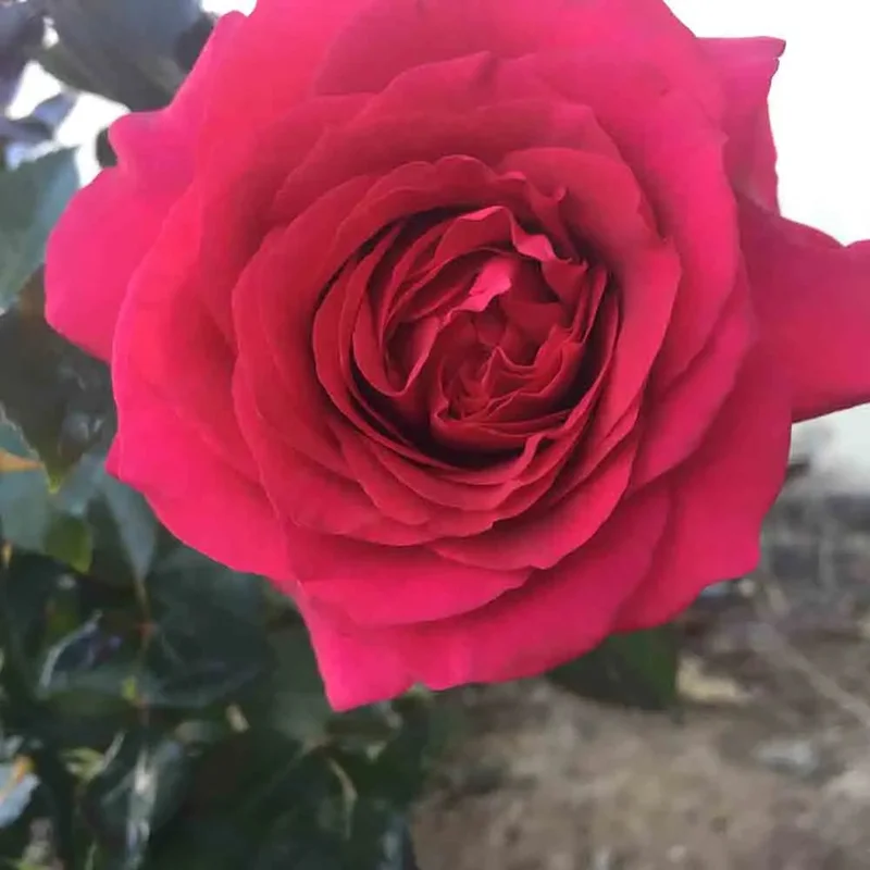 Rosier Le Roi De Coeur