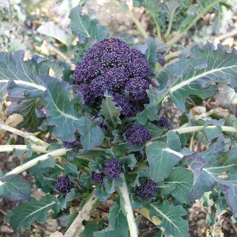 Chou Brocoli Early Purple Sprouting