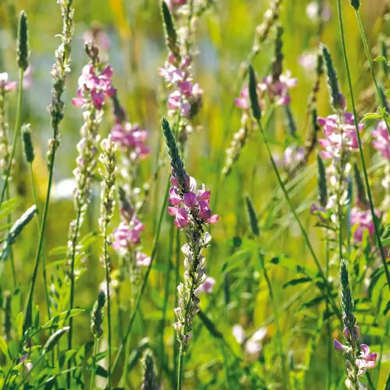 Sainfoin