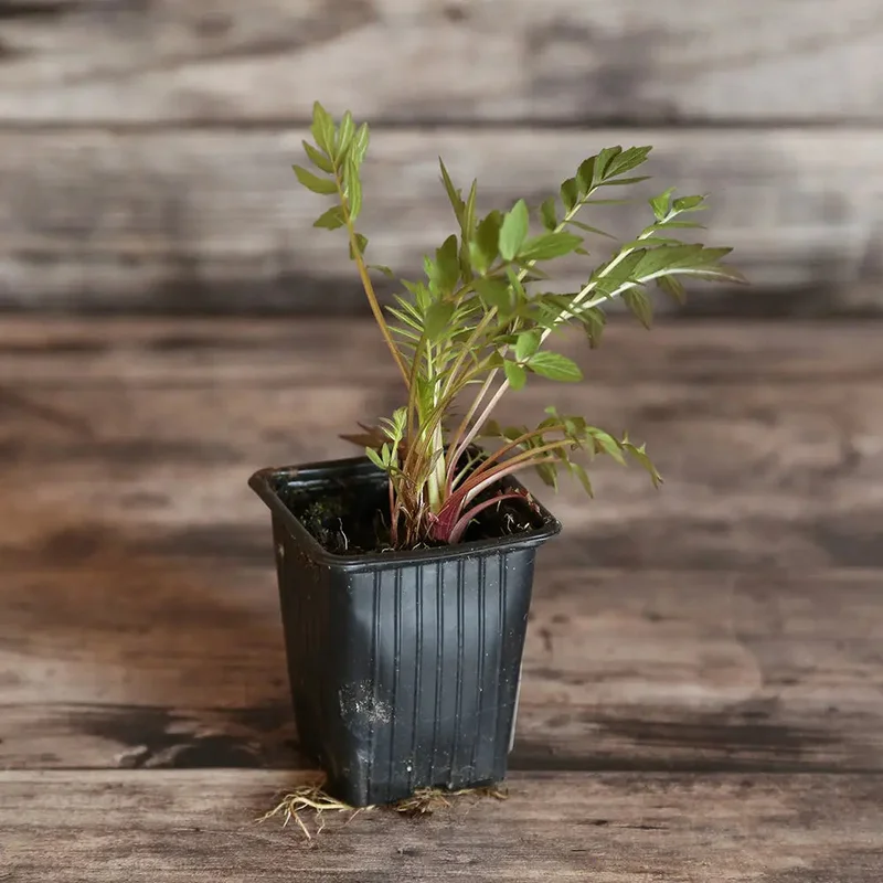 Valeriane Officinale