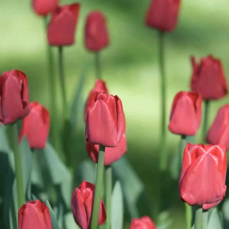 Tulipe Triomphe Red