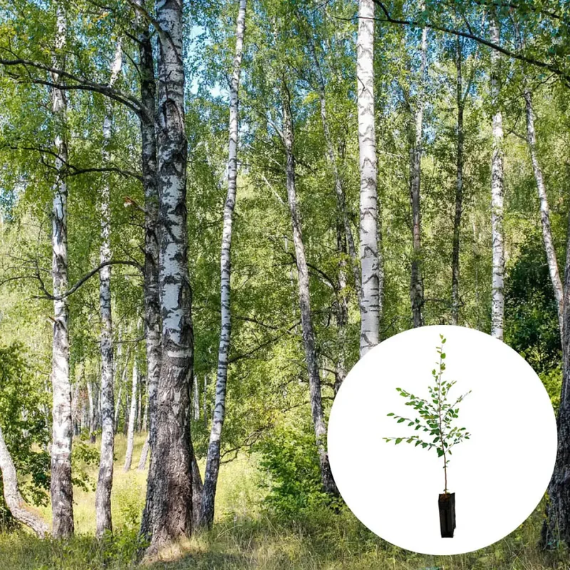 Plant Truffier Bouleau