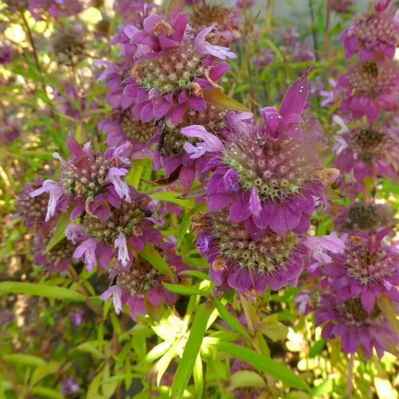 Monarde Citron