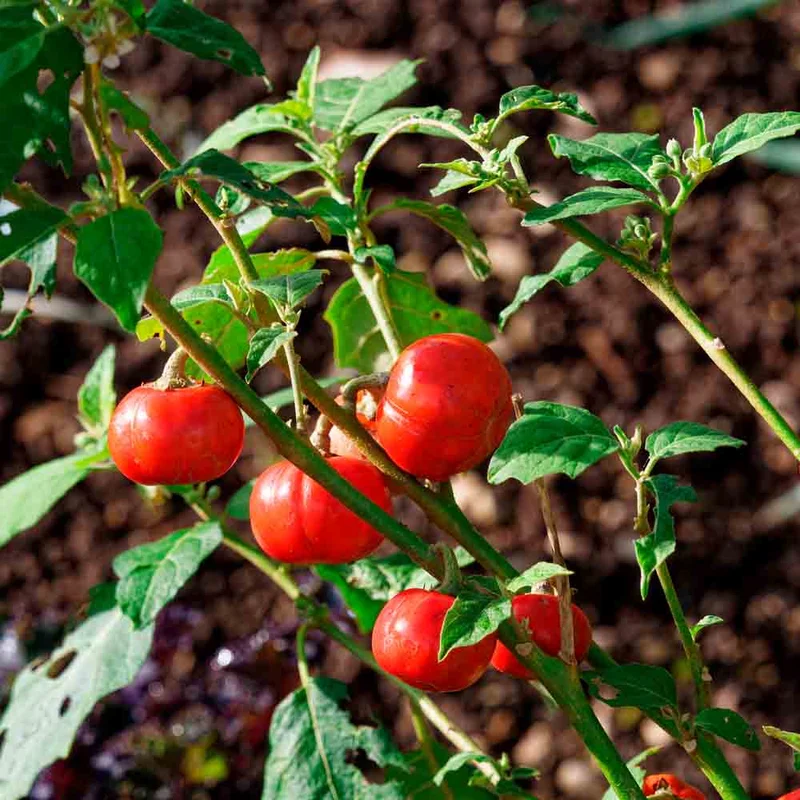 Aubergine Africaine Goyo Kumba