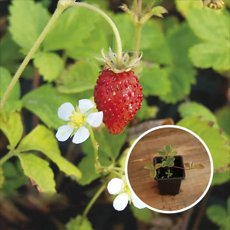 Fraisier Fraise Des Bois (Reine Des Vallées)