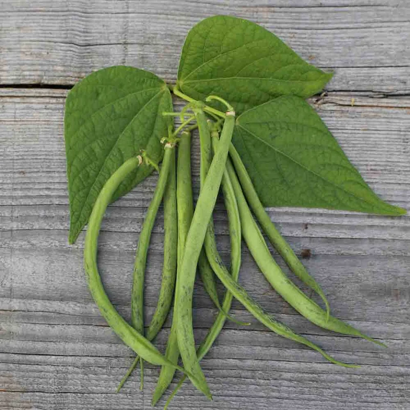 Haricot Nain Triomphe De Farcy