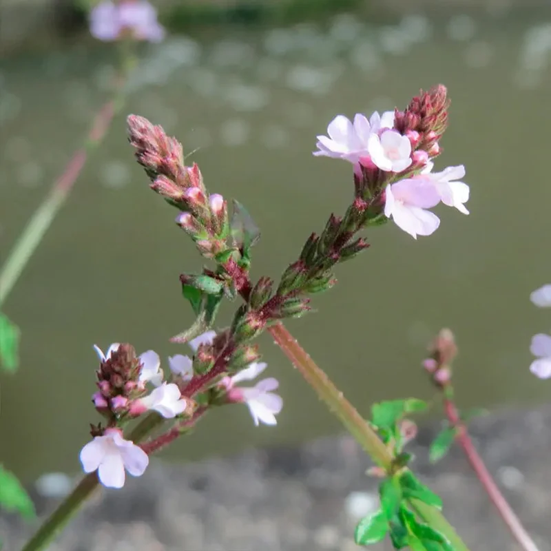 Verveine Officinale