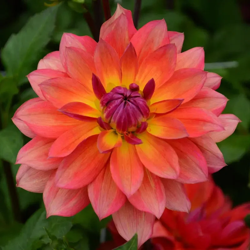 Dahlia Décoratif Nain Tricolor
