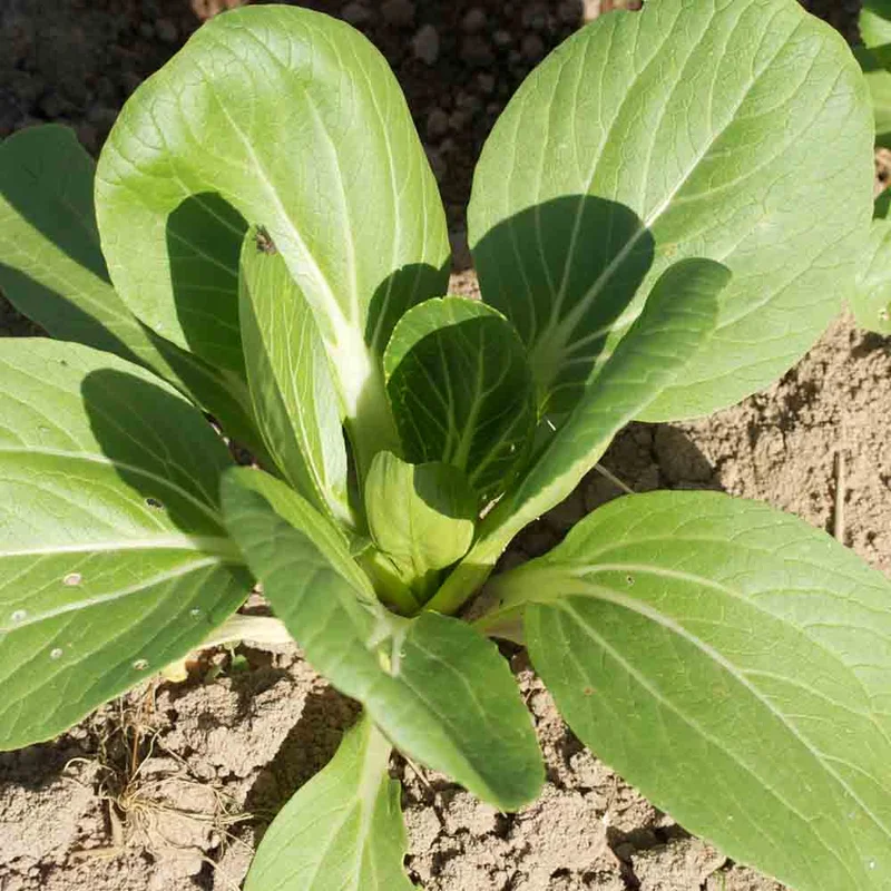 Chou De Chine Pak Choï Taï Saï