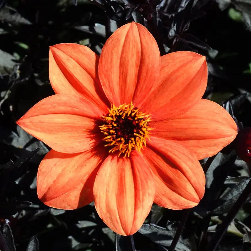 Dahlia Nain Simple Sienna & Black