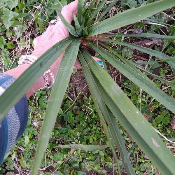 Yucca filamenteux