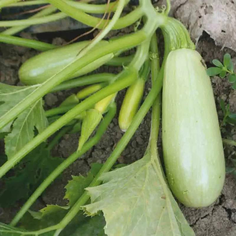 Courgette Blanche De Trieste (Ou Bianca Goriziana)