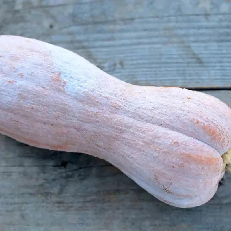 Courge Musquee Violina