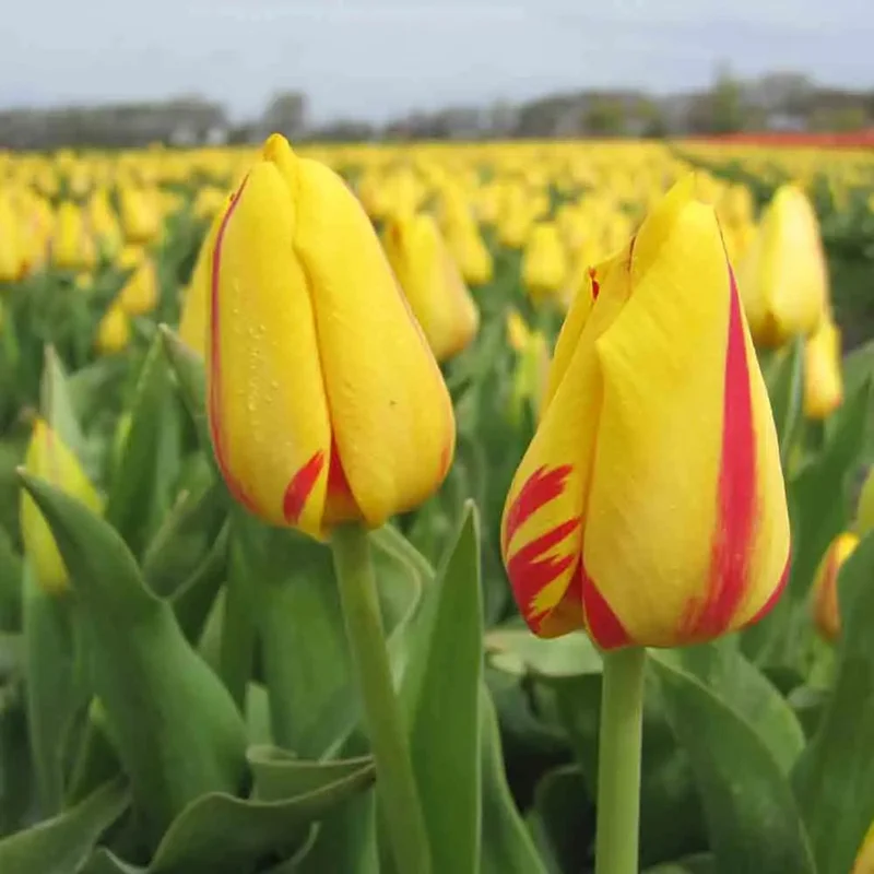 Tulipe Freedom Flame