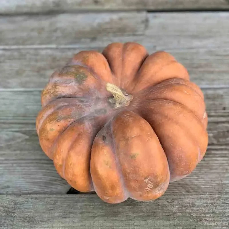 Courge Musquee Muscade (De Provence)