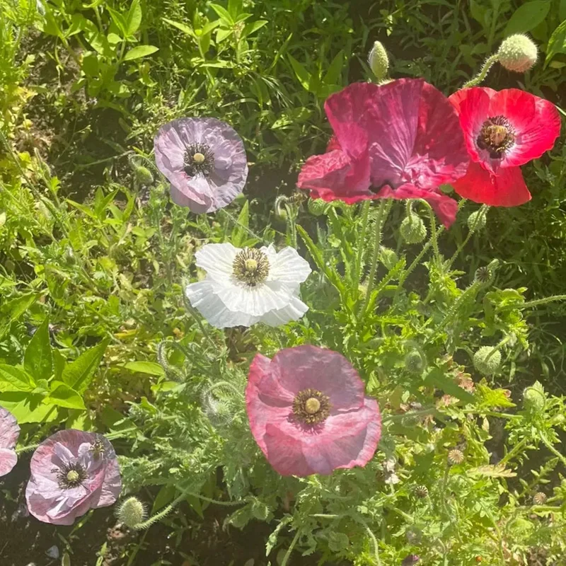 Pavot Mother Of Pearl