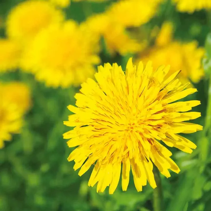 Pissenlit Sauvage
