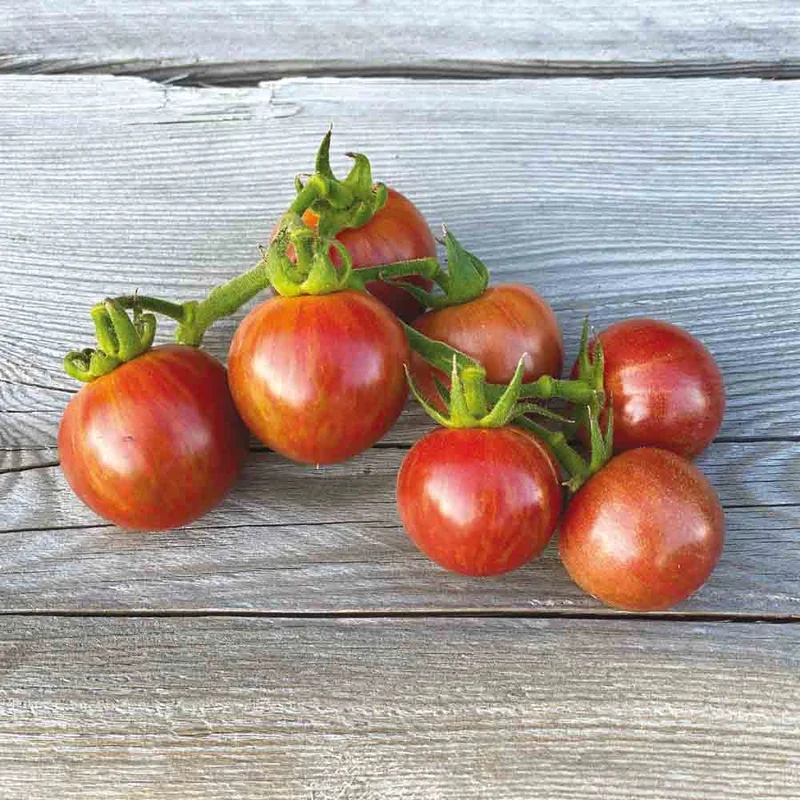 Tomate Artisan Purple Bumble Bee