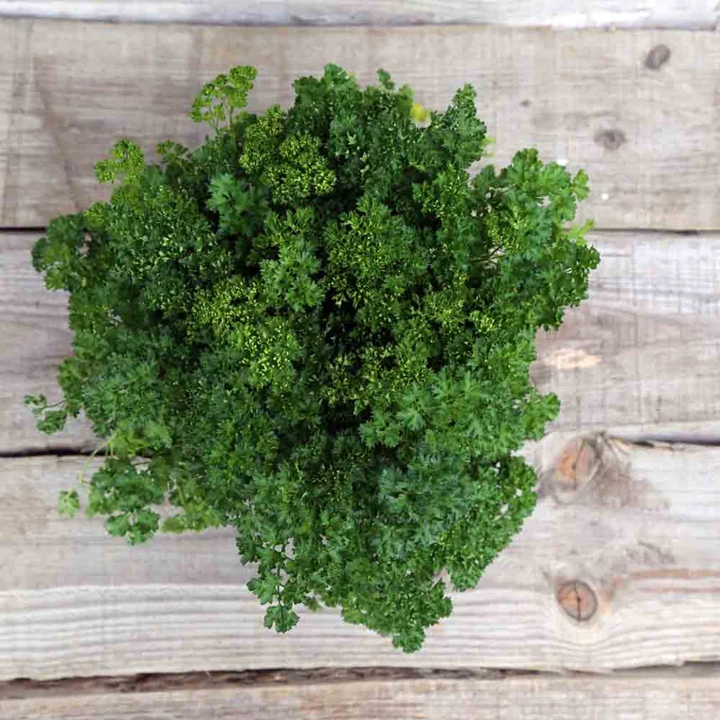 Persil Frise Grüne Perle
