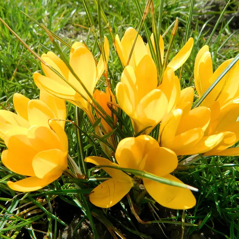 Crocus C. Flavus 'golden Yellow'