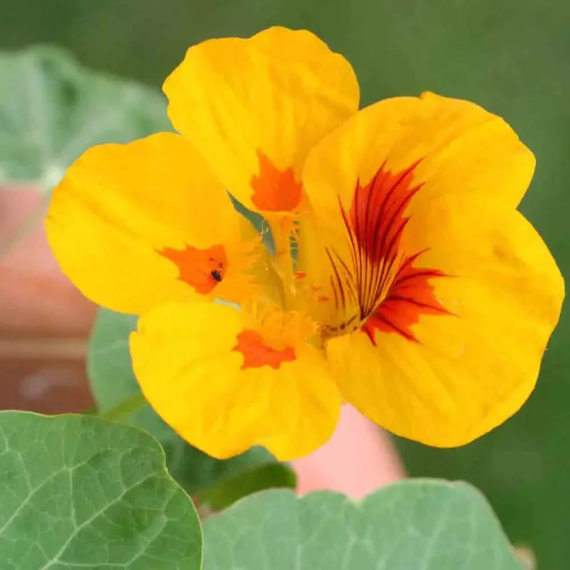 Capucine Naine Peach Melba