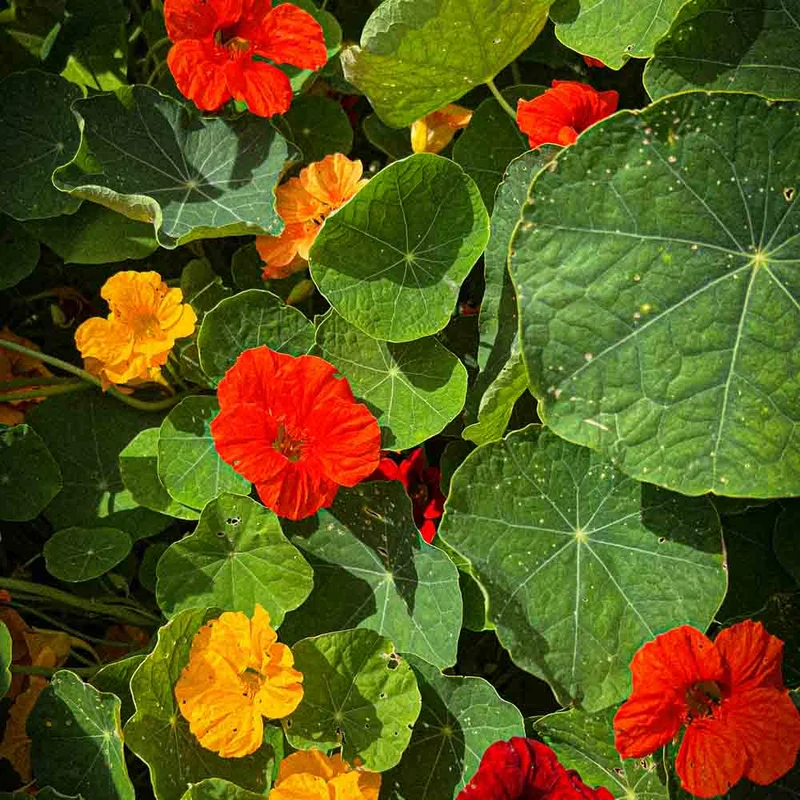 Capucine Grande Variee Ou Grimpante