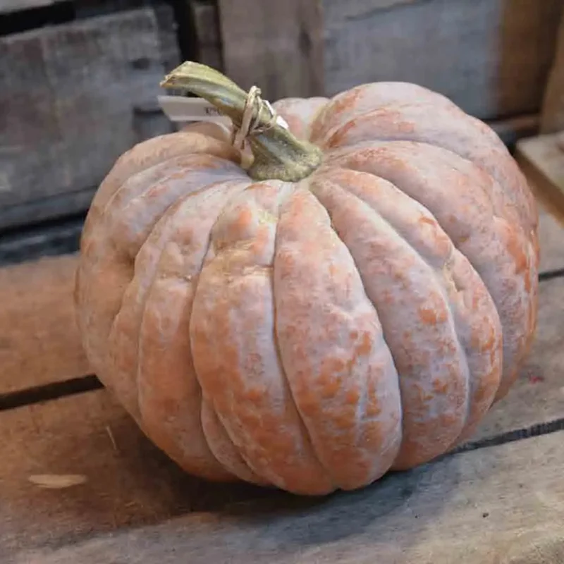 Courge Musquee Futsu Black Rinded