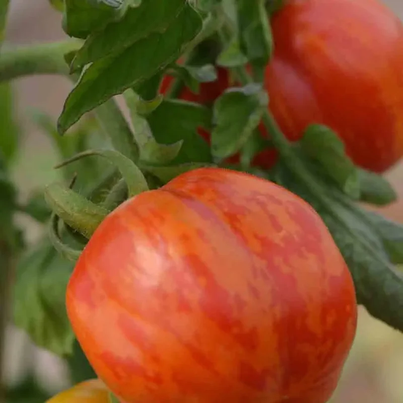Tomate Striped Stuffer