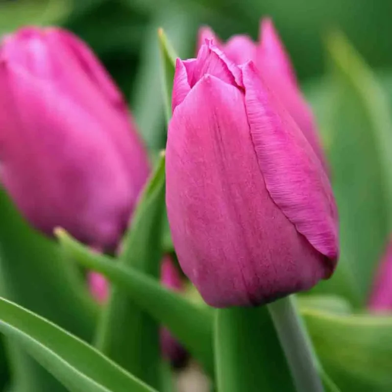 Tulipe Triomphe Pink