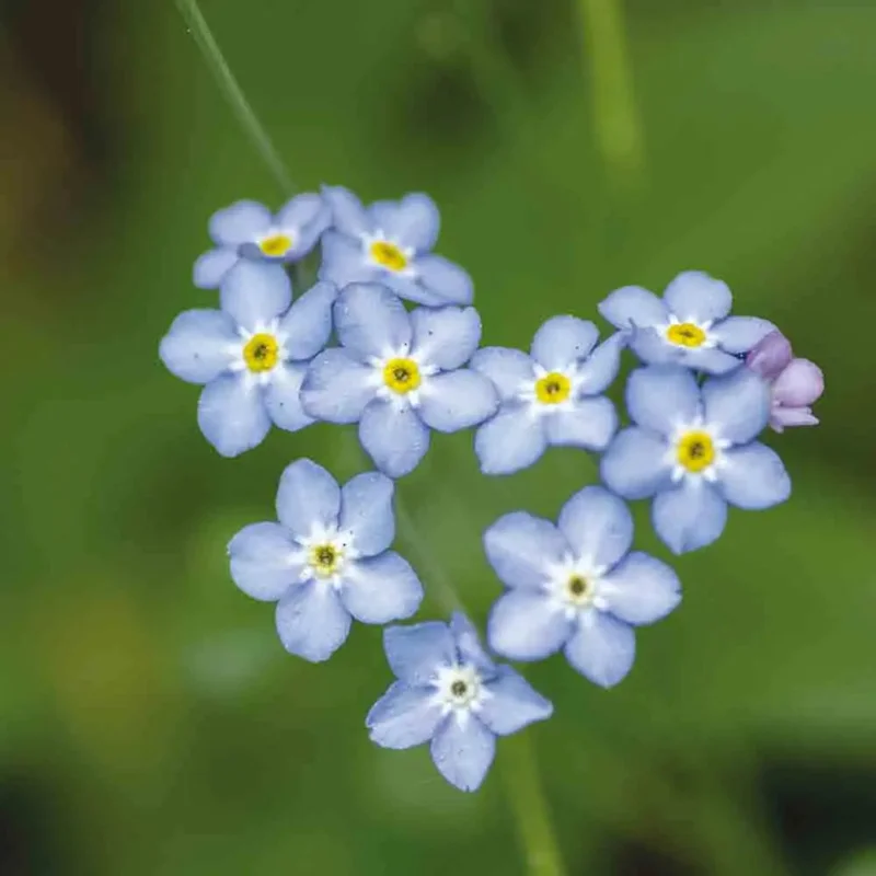 Myosotis Des Bois