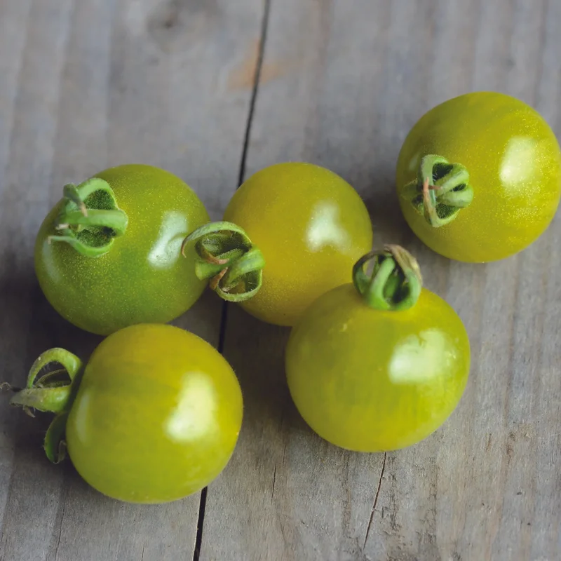 Tomate Green Doctor's Frosted