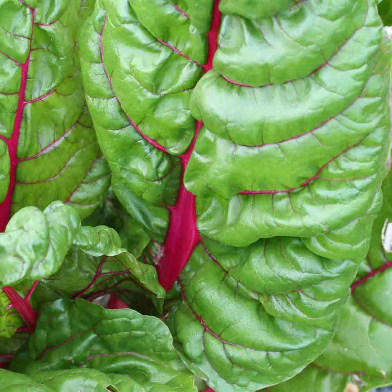 Poiree Rhubarb Chard A Carde Rouge