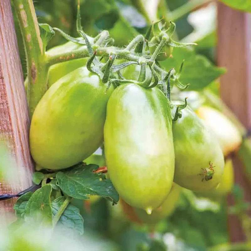 Tomate Chile Verde