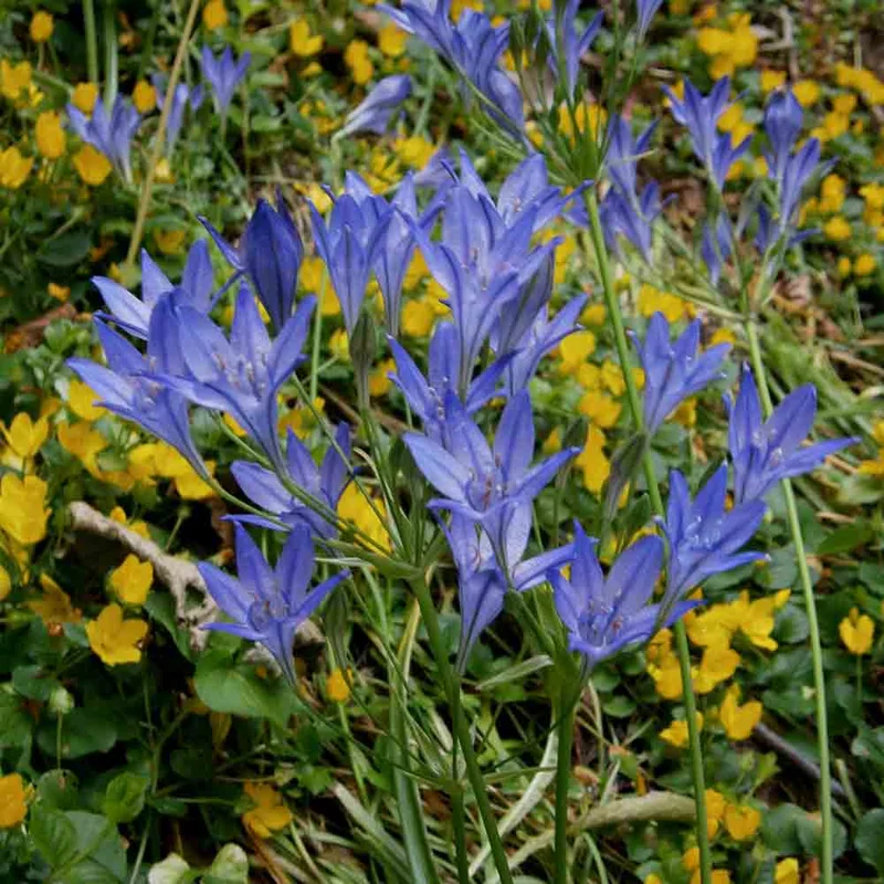 Brodiaea Tritelia Reine Fabiola