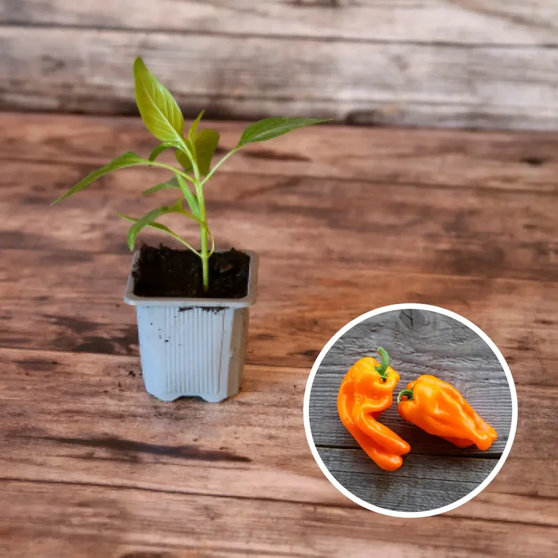 Poivron Petit Marseillais Plant