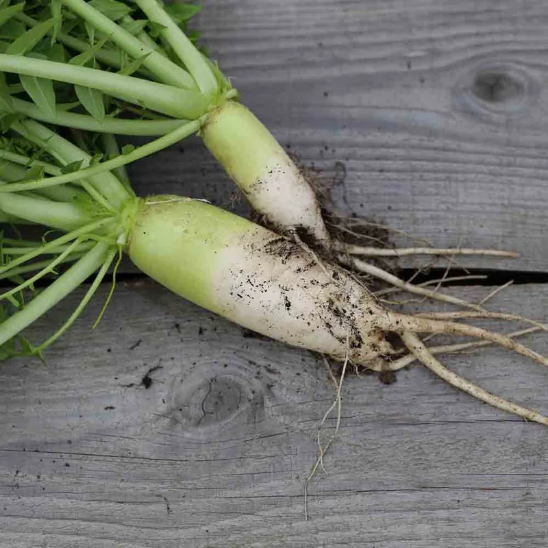Radis Daikon Mino Early