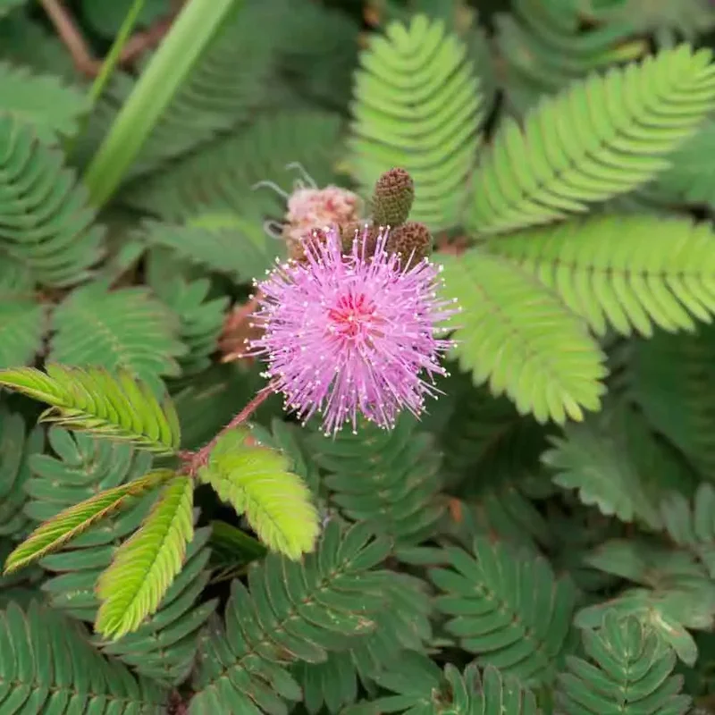 Sensitive Ou Mimosa Pudica