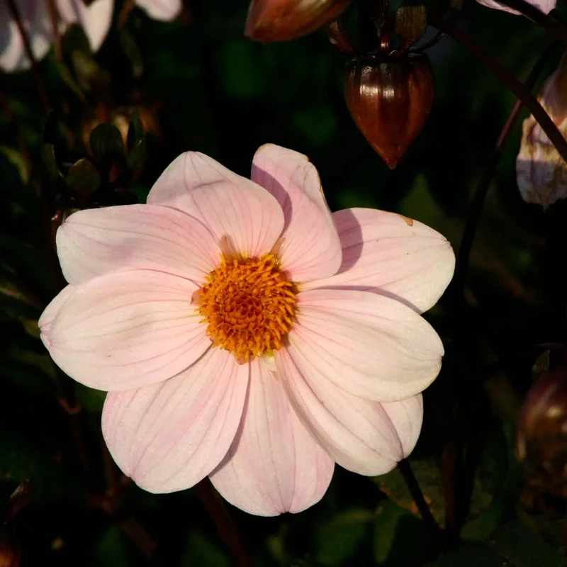 Dahlia Nain Simple Cory