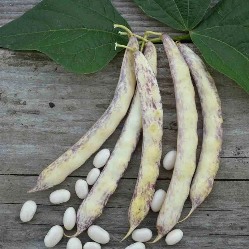 Haricot Nain Rognon De Pont L'abbe A Ecosser