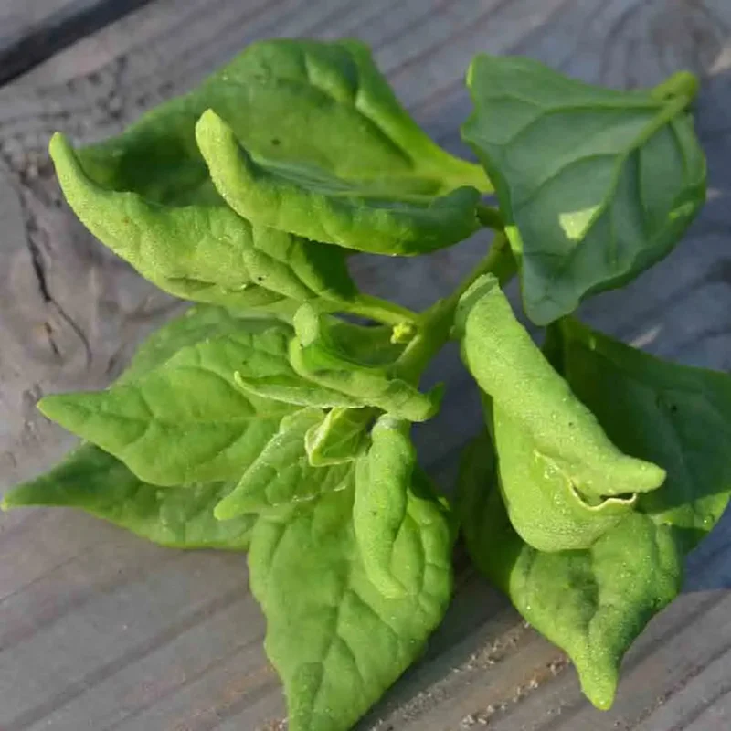 Tetragone Cornue