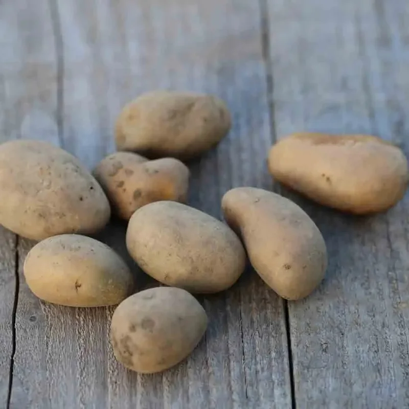 Pomme De Terre Allians