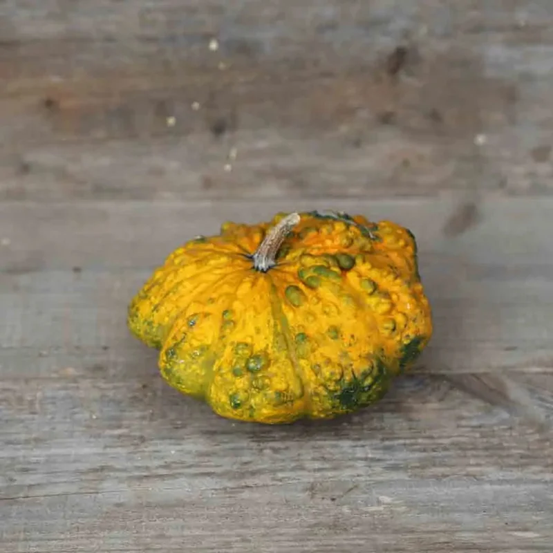 Courge Patisson Verruqueux Panache