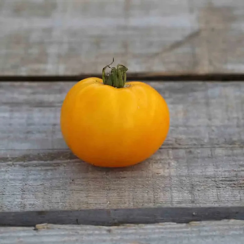 Tomate Golden Jubilee