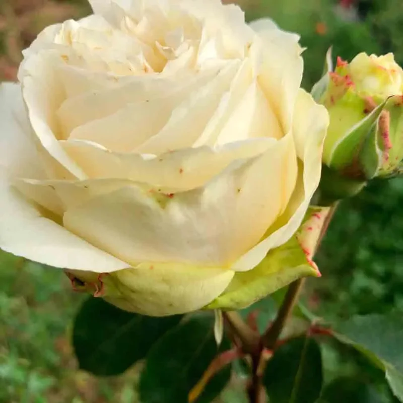 Rosier Mission Patrimoine