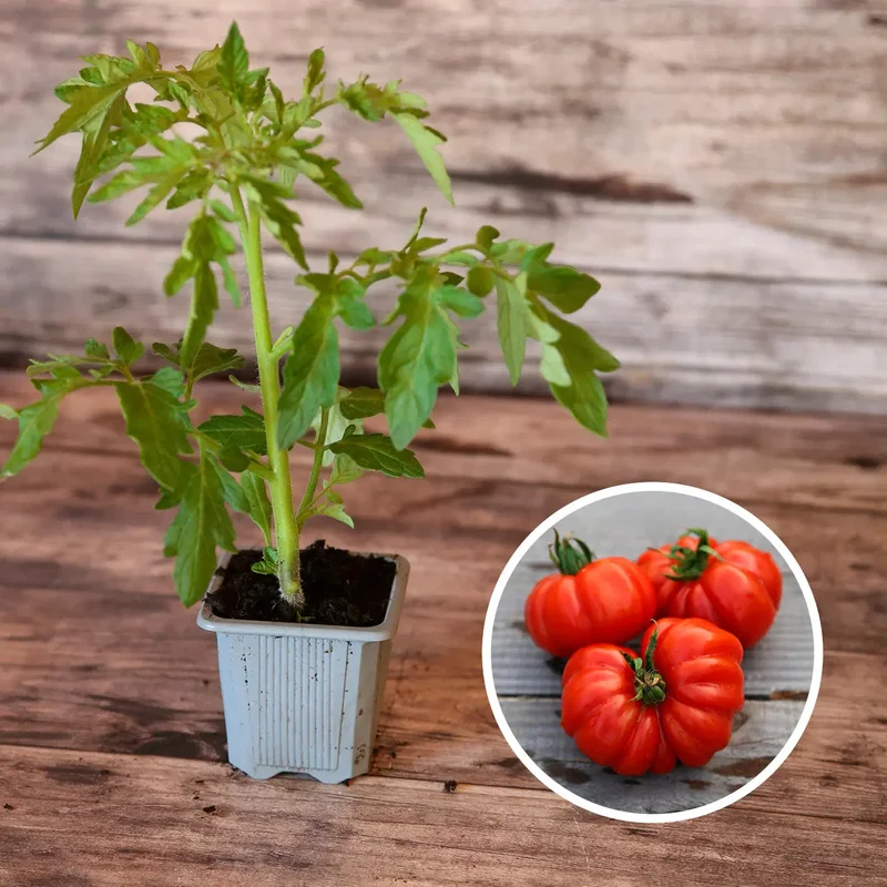 Tomate Costoluo Genovese
