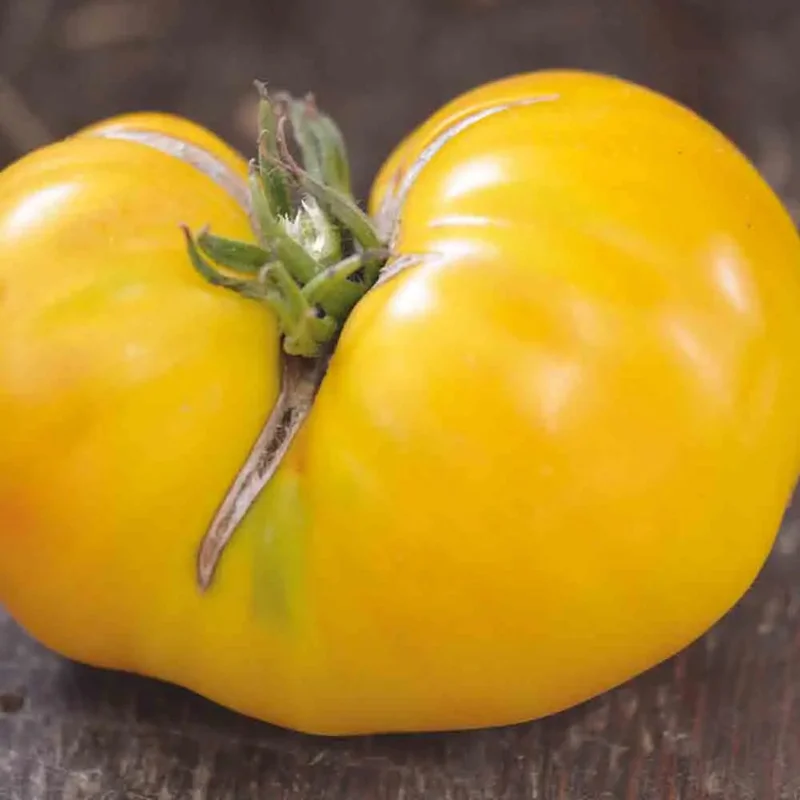 Tomate Huge Lemon Oxheart