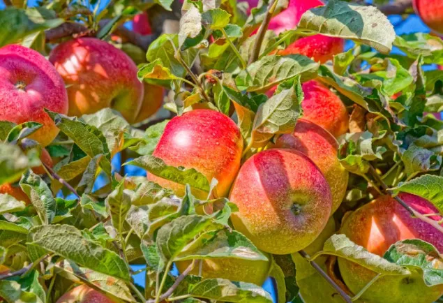 Pommier 'Idared'