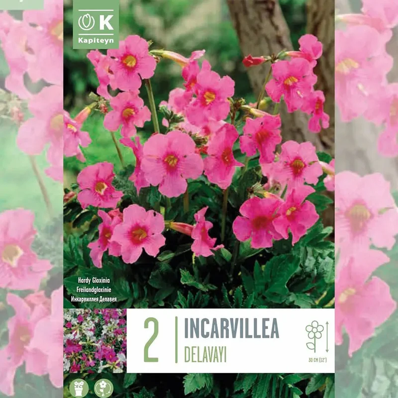 Incarvillea Delavayi
