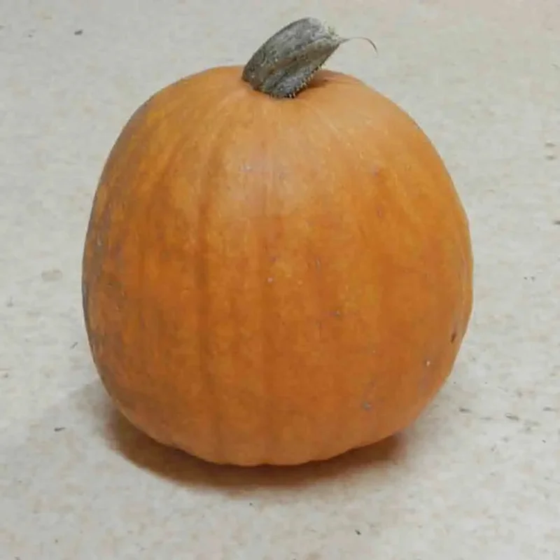 Courge Musquee New England Pie